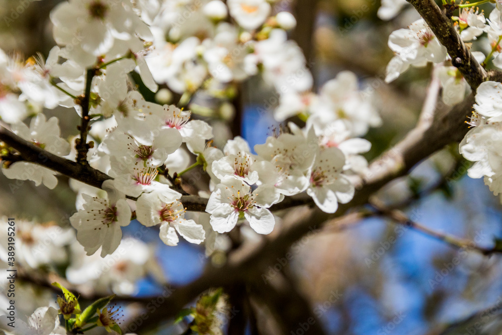 Apple/Cheery blossoms spring Apple/Cheery blossoms spring
