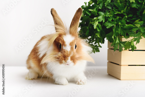Adorable rabbit with parsley on a white background. Front view.
