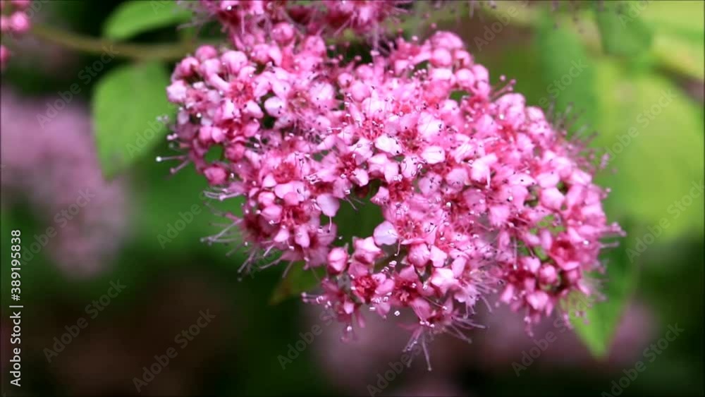 pink flower spiraea japonica, macro
pink flower spiraea japonica, macro