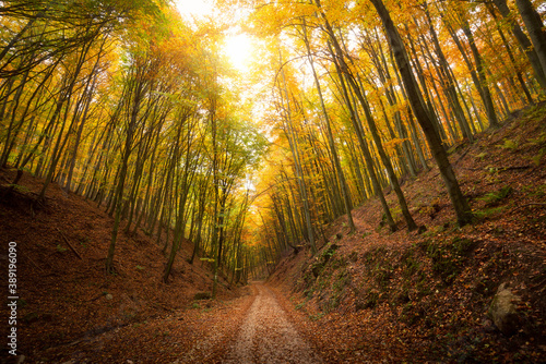 Road in the beautiful colorful autumn forest in Hungary photo