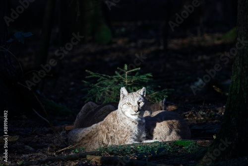 lynx in wood enjoying the last sunrays