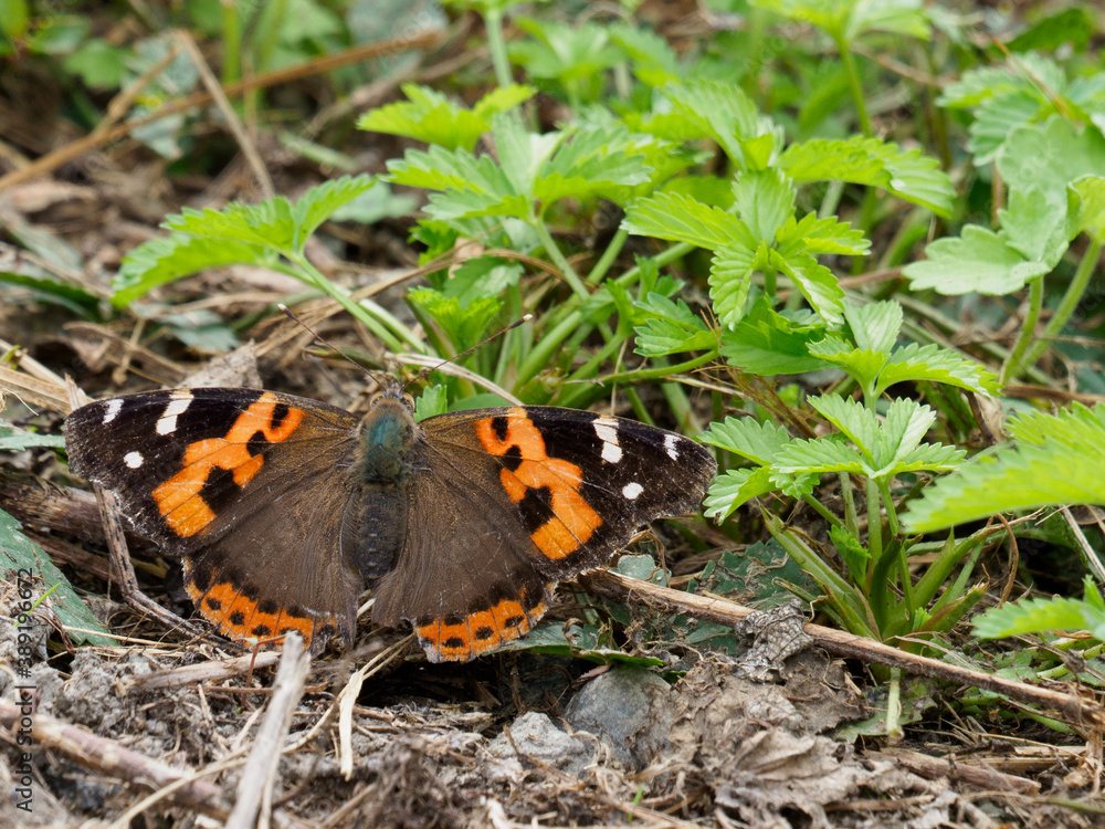 Obraz premium ダリヤとツマグロヒョウモン