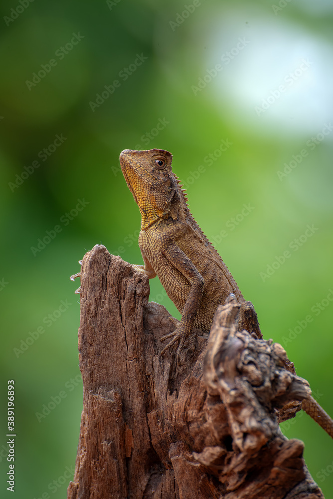 The chameleon forest dragon hides in dry leaves The chameleon forest dragon hides in dry leaves