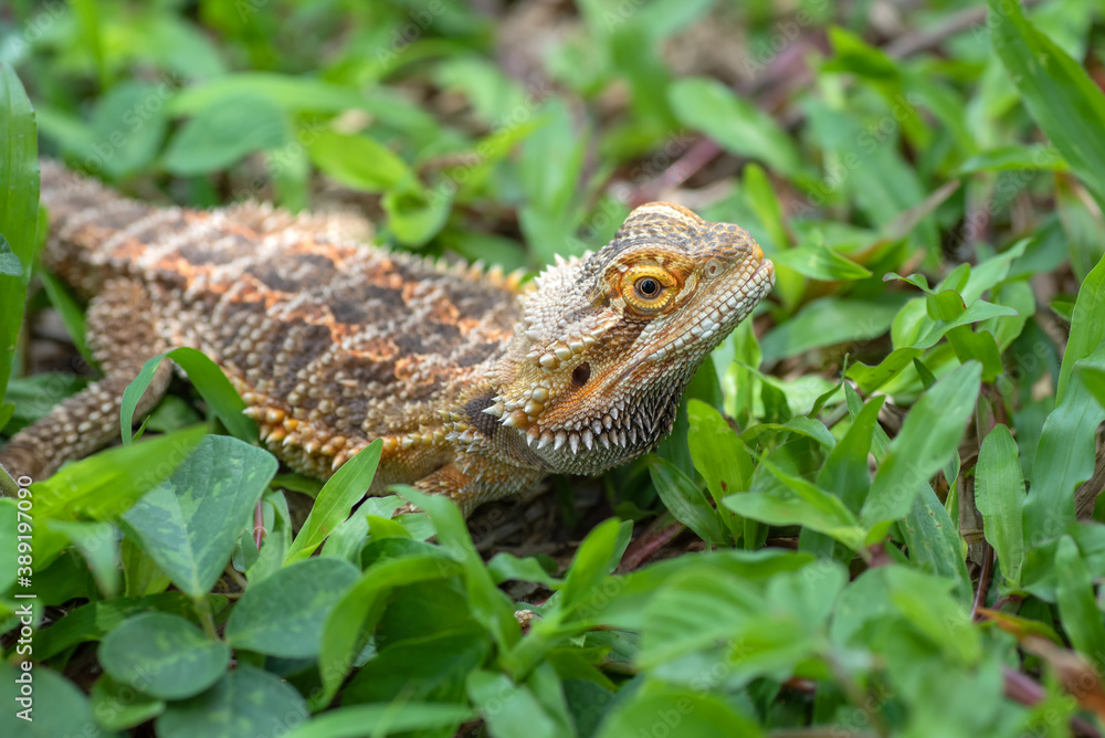 Pogona vitticeps,Bearded dragons from australia Pogona vitticeps,Bearded dragons from australia