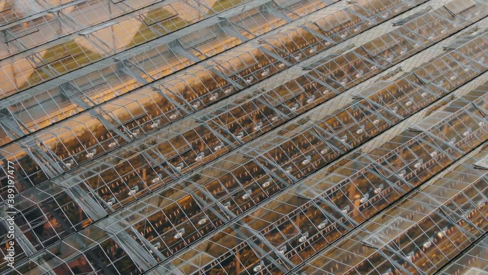 Brightly lit modern greenhouse buildings with rows of plants and open windows on glass roofs in autumn evening aerial zoom out Brightly lit modern greenhouse buildings with rows of plants and open windows on glass roofs in autumn evening aerial zoom out