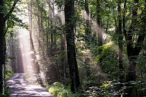 Sun rays streak downward through the tree leaves in the Smoky MOuntains.