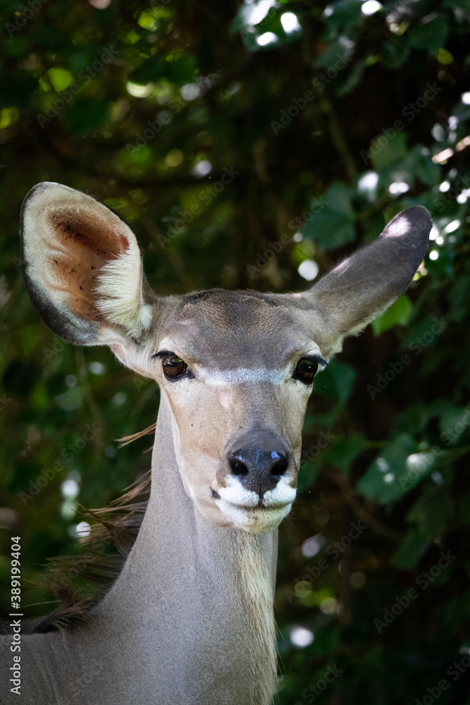 Greater kudu