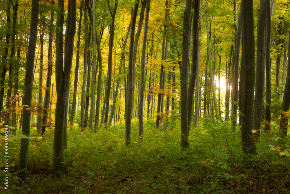 Fototapeta premium Dense colorful fairytale autumn beech forest