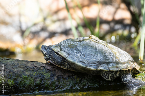 false map turtle