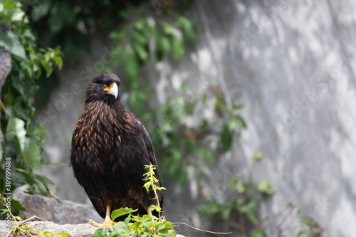 Obraz na płótnie striated caracara w salonie