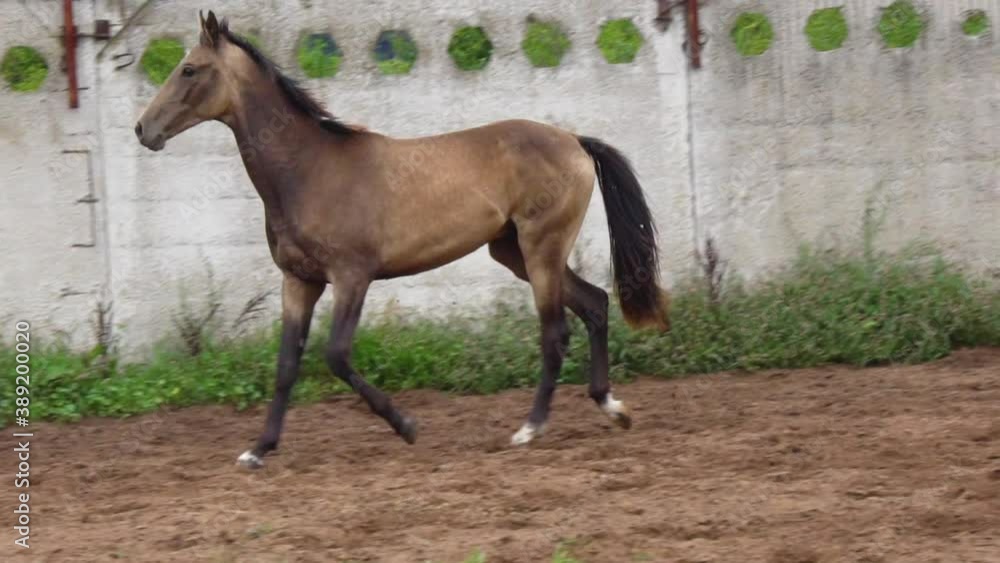 Young buckskin horse trotting in paddock alone, slow-motion Young buckskin horse trotting in paddock alone, slow-motion