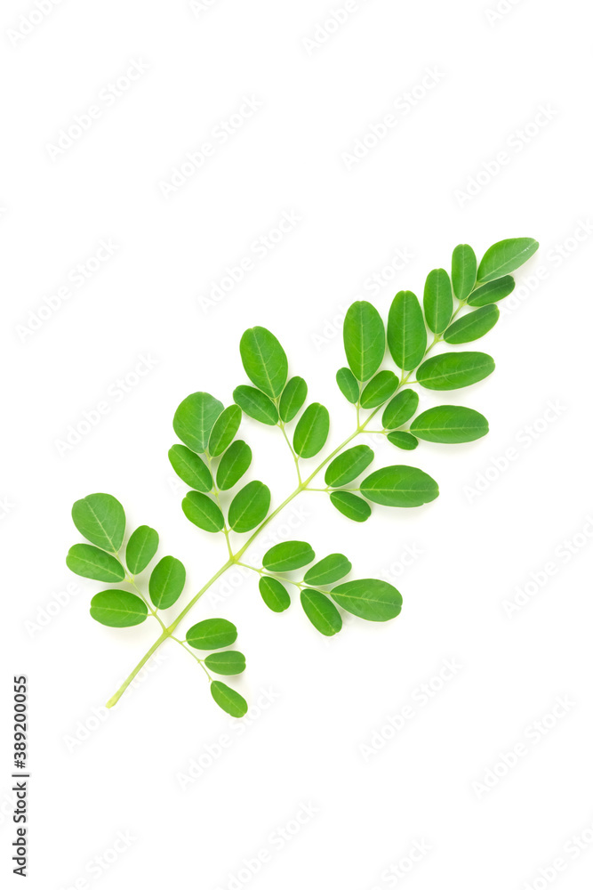Moringa leaves isolated on white background. Moringa oleifera is both food and herbal medicine. Moringa leaves isolated on white background. Moringa oleifera is both food and herbal medicine.