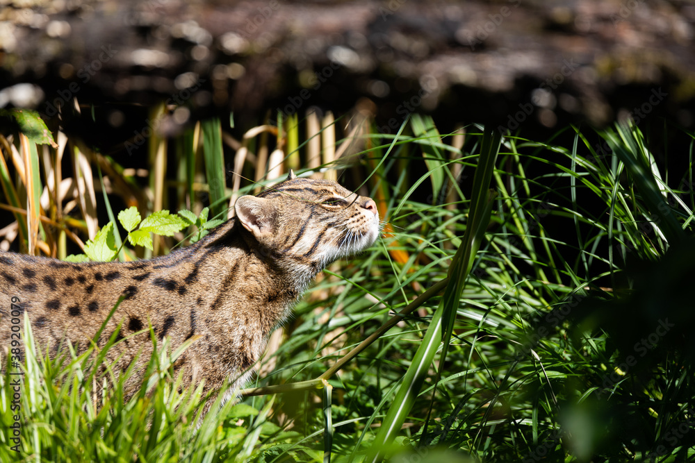 fishing cat