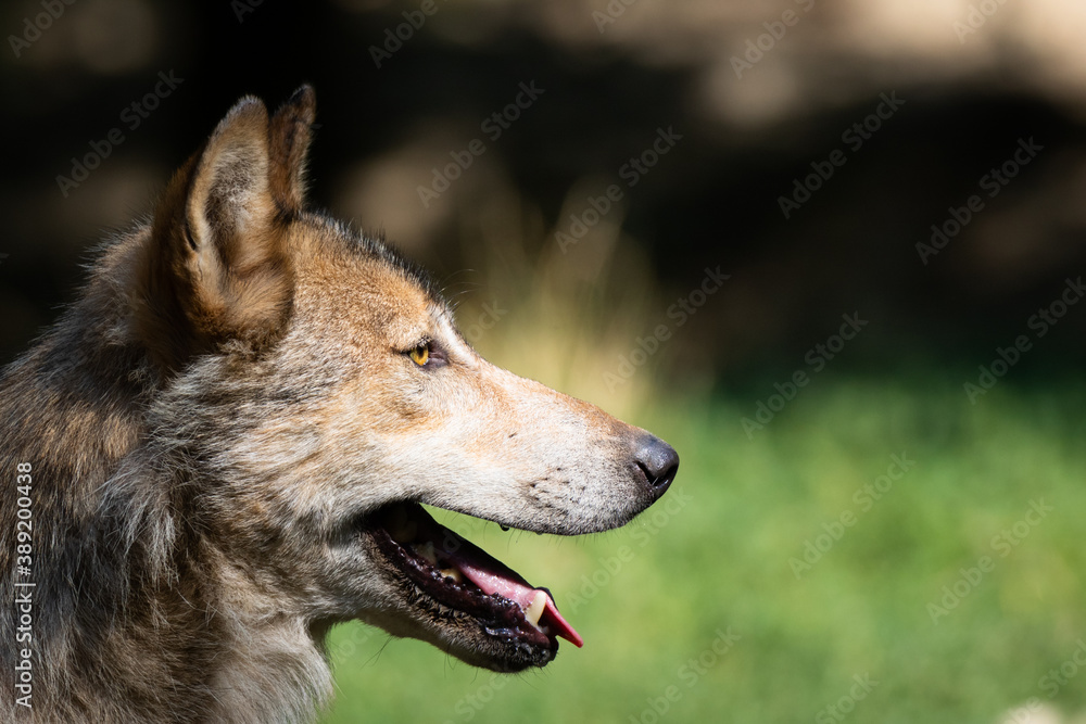 eastern timber wolf