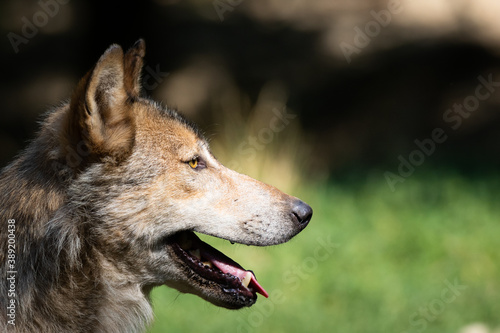 Obraz na płótnie eastern timber wolf w salonie
