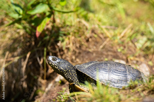 European pond turtle