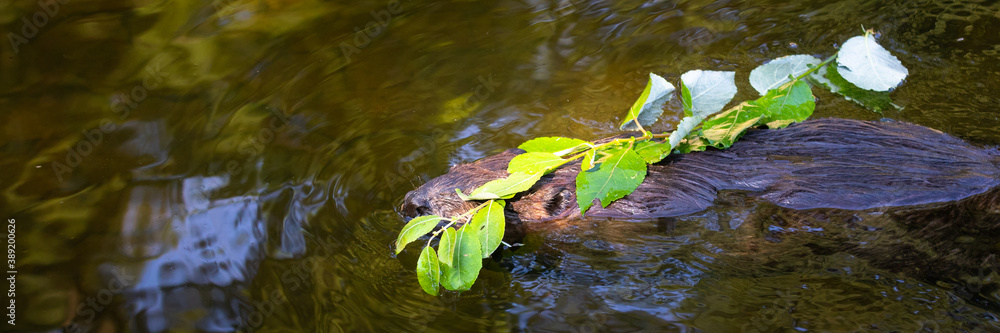 beaver