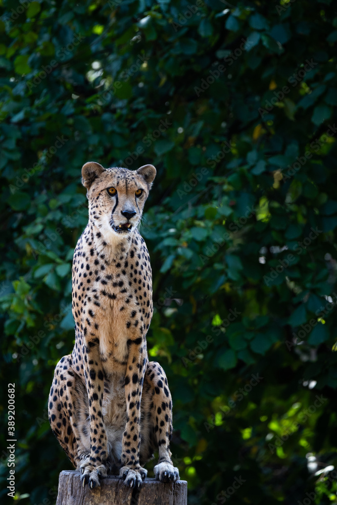 Cheetah