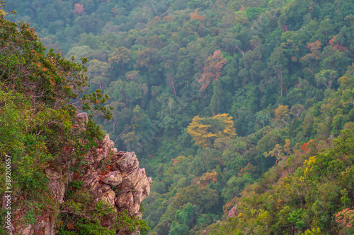 Cliff covered with jungles in tropical area