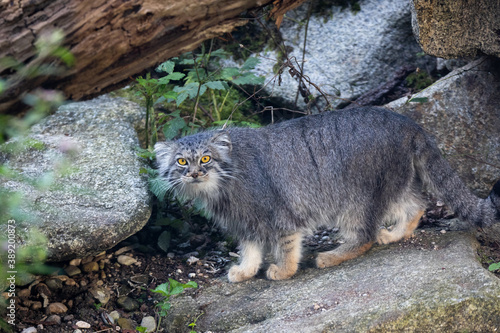 Pallas cat