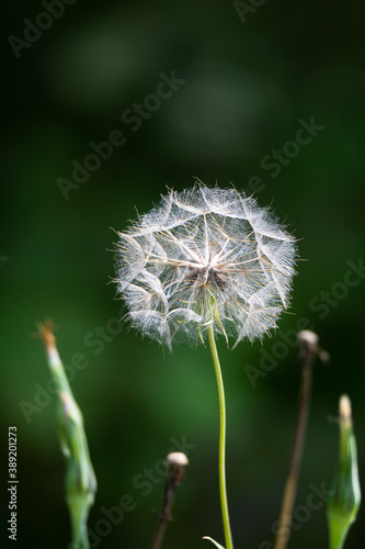 Dandelion