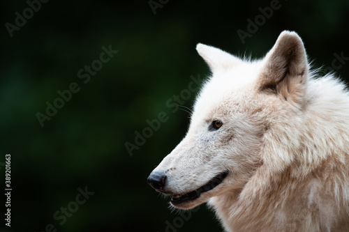 Arctic wolf © Cloudtail