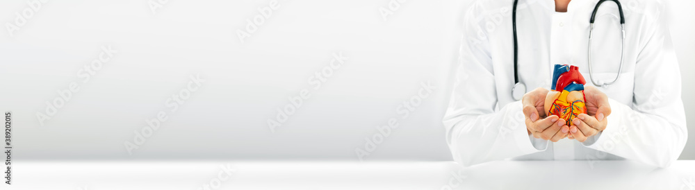 Cardiologist with stethoscope holding a model heart in his hands. Web banner, medical support for human cardiac health. Heart attacks and medical treatment Cardiologist with stethoscope holding a model heart in his hands. Web banner, medical support for human cardiac health. Heart attacks and medical treatment