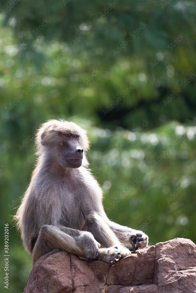 hamadryas baboon sitting on a rock