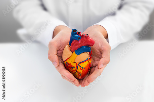Doctor showing support for heart and cardiac health. Anatomical model of the heart in hands of cardiologist. Heart attacks and medical treatment