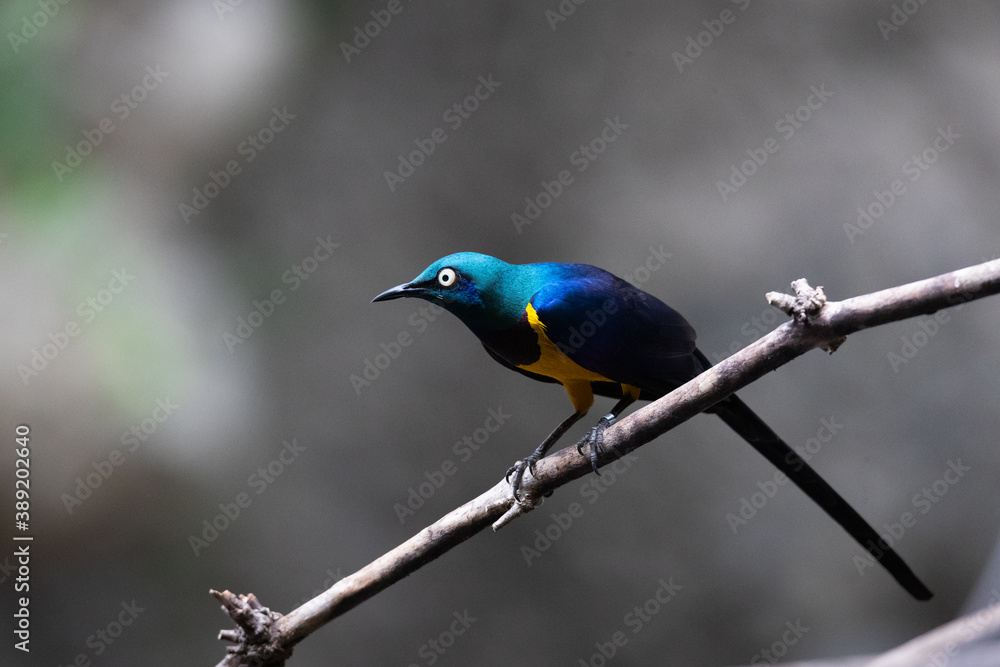 superb starling