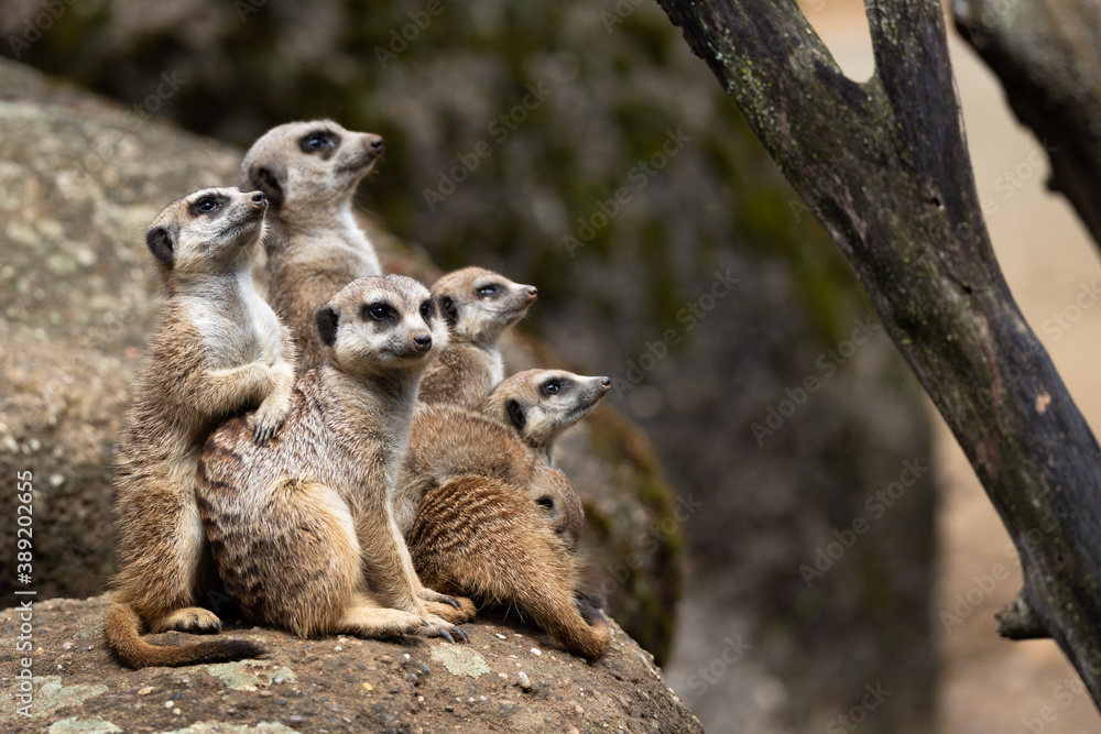 Fototapeta premium Meerkats