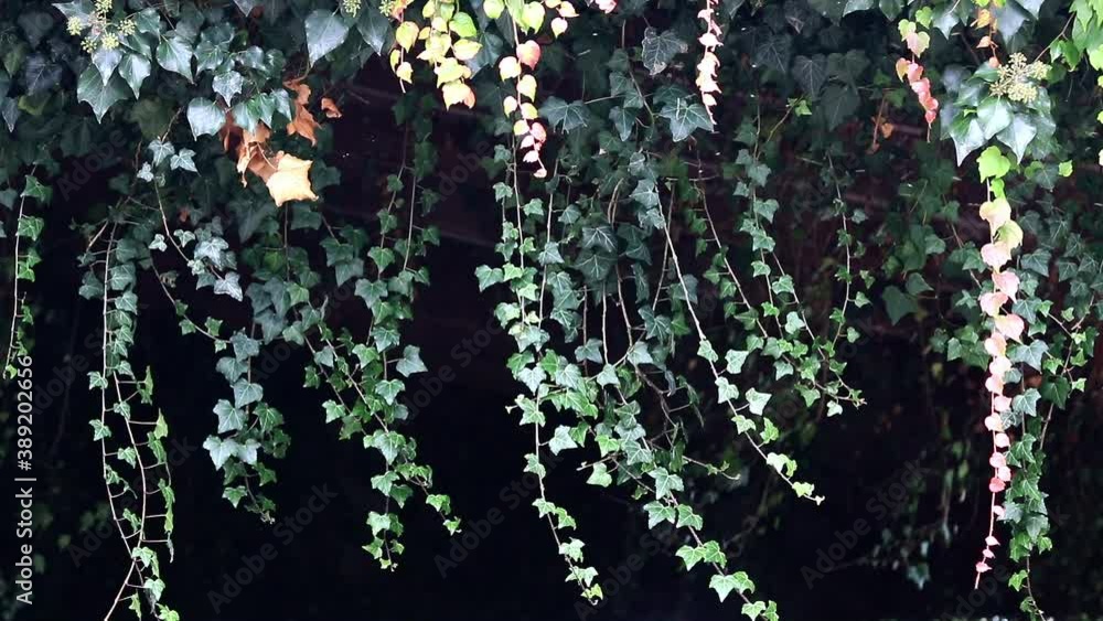 ivy leaves (Hedera helix) in summer
ivy leaves (Hedera helix) in summer