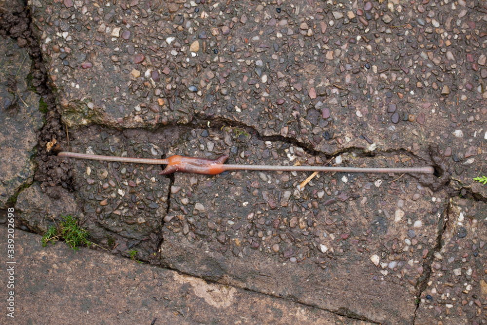 Earthworms reproducing above ground during the day,this usually occurs at night. Earthworms reproducing above ground during the day,this usually occurs at night.