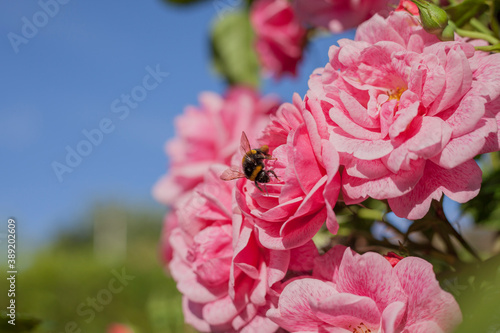 Bild auf Leinwand Bumble Bee on a Climbing Rose in Summer