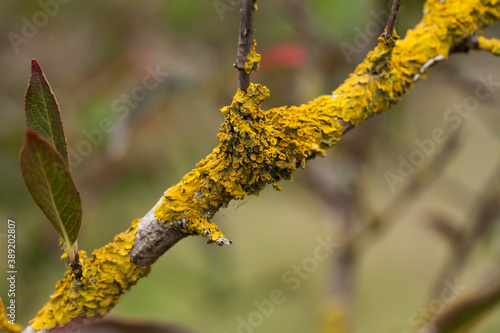 Golden coloured Lichen growing on tree branches in Autumn