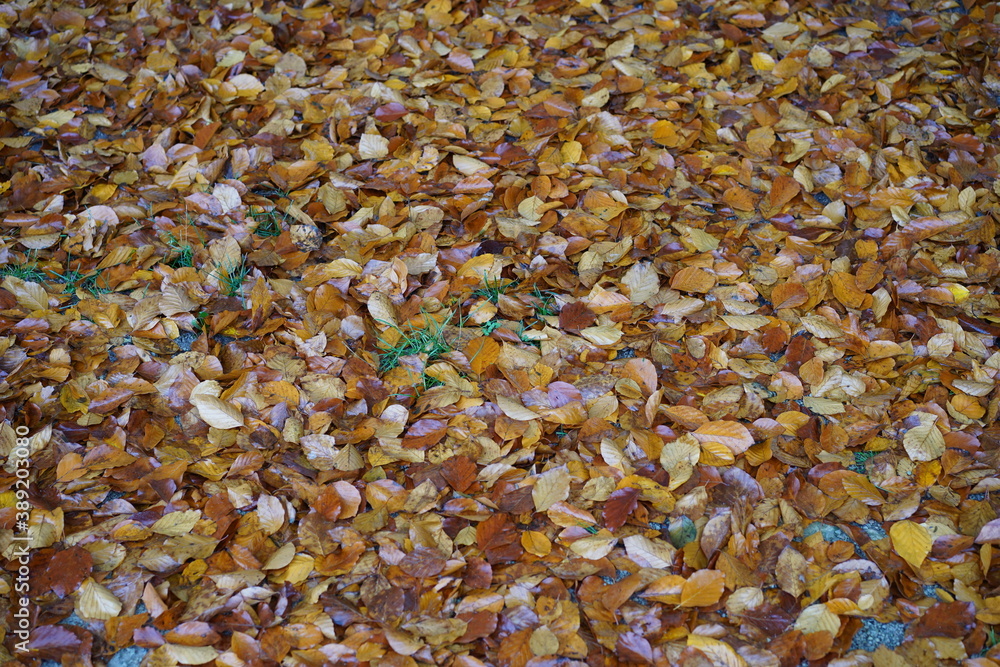 Feuchtes Herbstlaub auf Grasboden Feuchtes Herbstlaub auf Grasboden