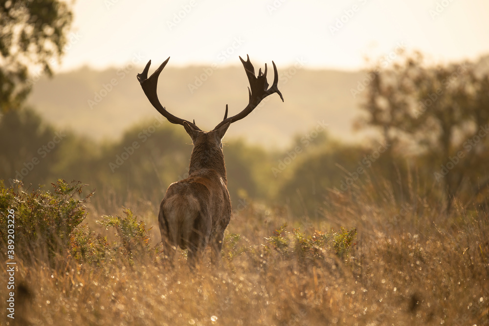 Obraz premium Beautiful image of red deer stag in vibrant golds and browns of Autumn Fall landscape forest