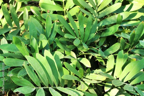 Zamia Furfuracea plant in the garden photo