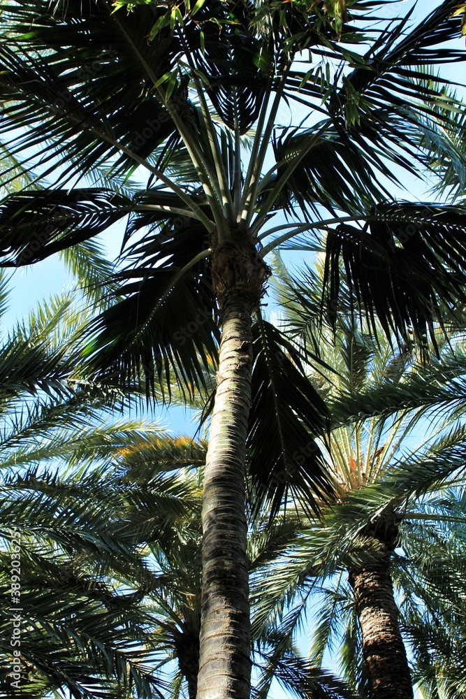 Obraz premium Howea Fosteriana palm tree in the garden