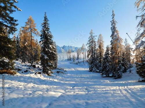 snow covered trees on the way from Tauplitz, austria photo