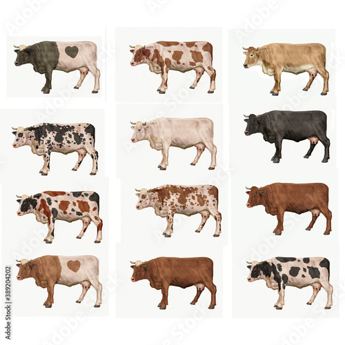  groupe, vache laitière, bétail, ferme, animal, en repos, mollet, gazon, agriculture, blanc, champ, alpage, nature, prairie, boeuf, brun, exploitation laitière, isolé, troupeau, veau, vert, debout, m