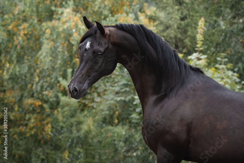 Portrait of a beautiful black arabian horse on natural green summer background  head closeup