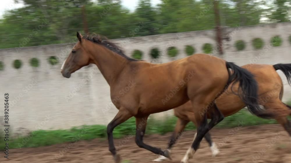 Beautiful horses run gallop closeup in slow-motion Beautiful horses run gallop closeup in slow-motion