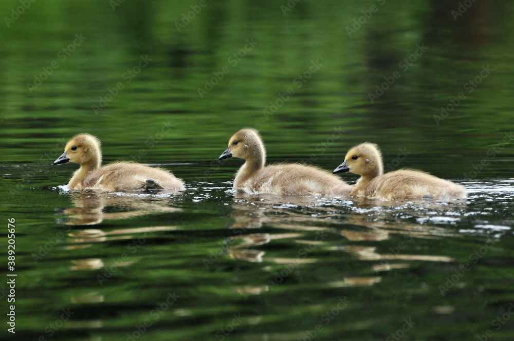 Three Canada Goose goslings swimming in water