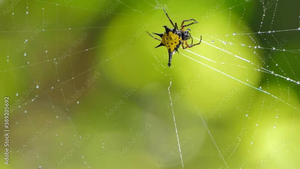 Yellow Spiny Orb-Weaver Spiders on cobweb in tropical rain forest. Yellow Spiny Orb-Weaver Spiders on cobweb in tropical rain forest.