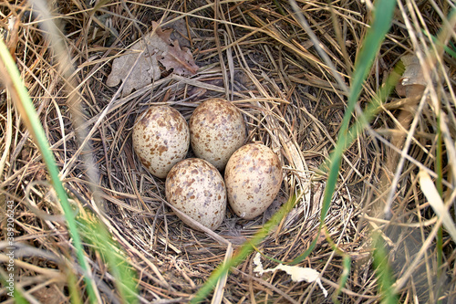 Spotted eggs of a gallinago media bird in the nest. The nest is made of dry grass on the ground. photo