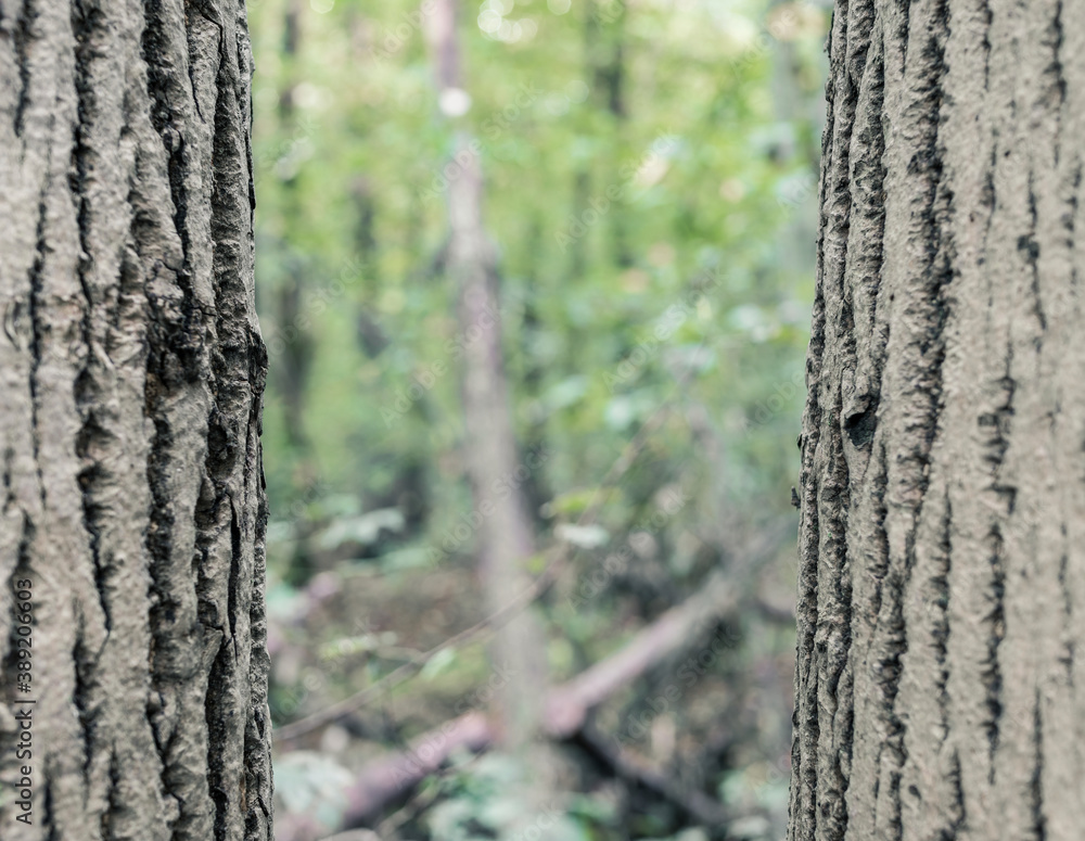 Two parallel trunk trees in the forest with blurred bokeh background. Close up between two trees.. Two parallel trunk trees in the forest with blurred bokeh background. Close up between two trees..