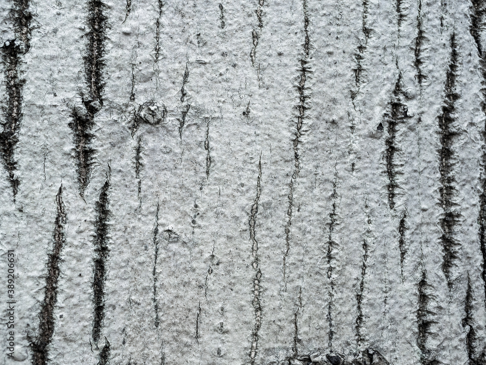 Obraz premium Bark tree natural wood texture pattern.