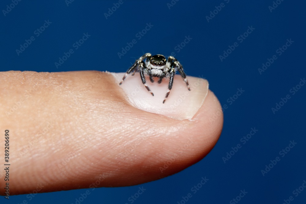 Obraz premium black & white jumping spider in finger