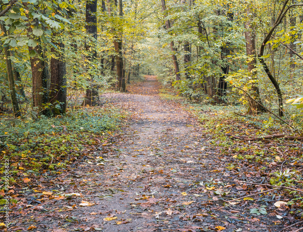 Footpath in the forest covered with yellow leaves. Autumn landscape in the woods. Footpath in the forest covered with yellow leaves. Autumn landscape in the woods.